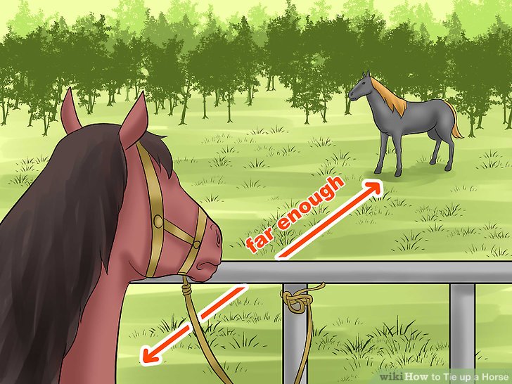 How does dmg help a horse with tie-up seat